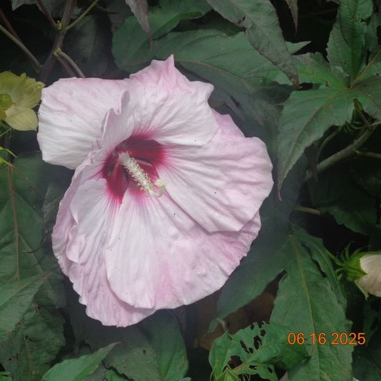 a photo of a pale pink hibiscus flower with a dark red center. In the background is a bush with dark green leaves.